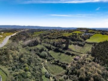 Lindíssima Quinta Agrícola de 7ha entre Alcobaça e Nazaré