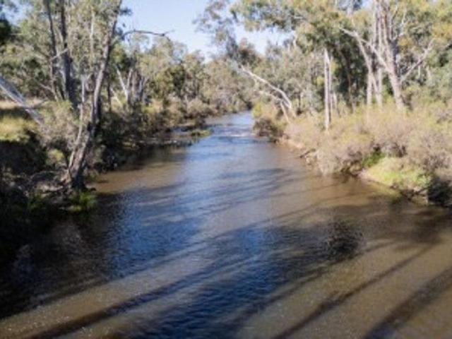 Life in the bush