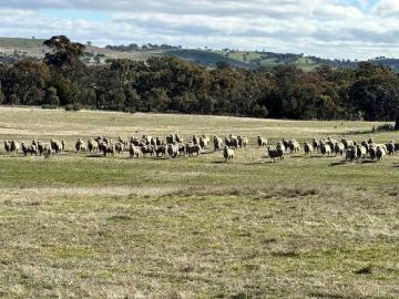 Lifestyle and Mixed Grazing Opportunity with Subdivision Upside