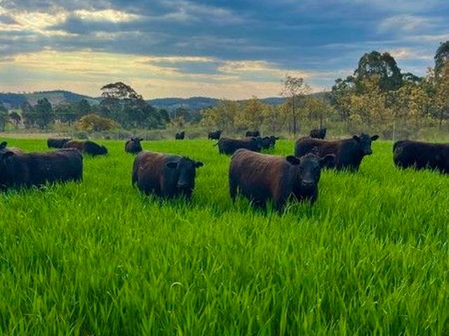 Lifestyle & Grazing Opportunity on the Edge of Orange