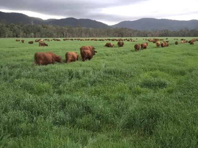 Lifestyle, Livestock or Cropping