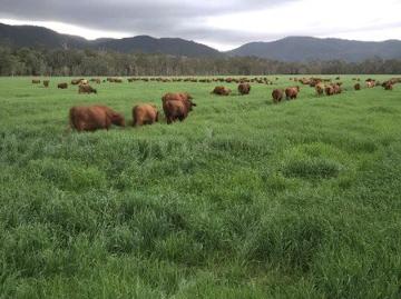 Lifestyle, Livestock or Cropping
