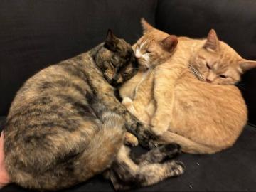 California Heights, Long Beach city, Long Beach-Lakewood CCD Los Angeles County California, Los Angeles County, California, USA