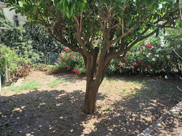 Location Appartement 1 pièce 28 m2 Furiani