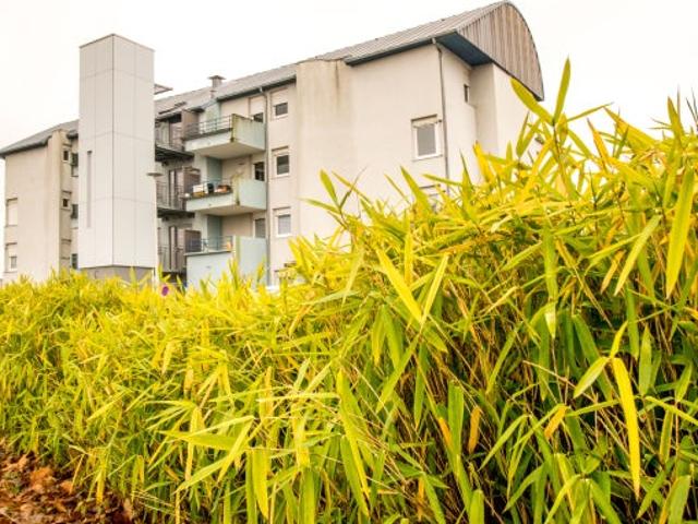 Location Appartement Rue de la Solidarité, Torcy