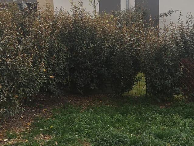 Location House Rue de la Barthe, Castelginest