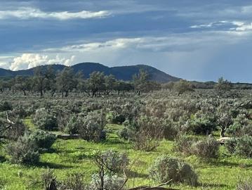 The Scrub, Queensland