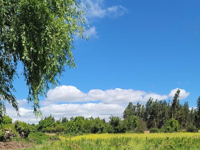 LOS AROMOS, LAS CABRAS