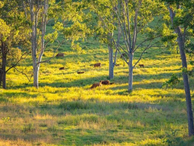 Lot 6 Eel Creek Road, Langshaw 315 Acres of Prime Grazing Country