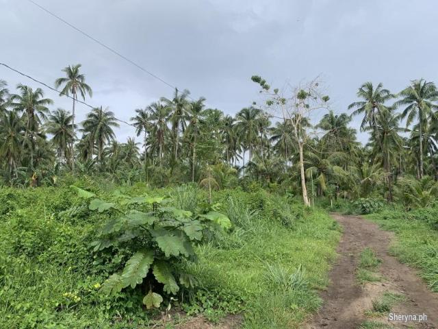 LOT FOR SALE IN DAUIN ID 14922