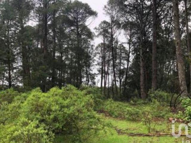 Lote campestre en medio del bosque en Omitlan