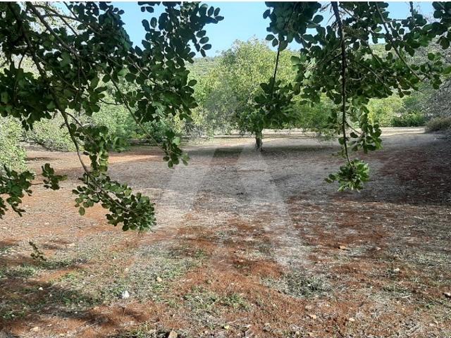 Lote de terreno para construção, com vista sobre a serra, em São Brás de Alportel