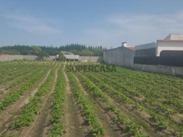 Lote de Terreno para Construção em Marinhais, em Salvaterra de Magos