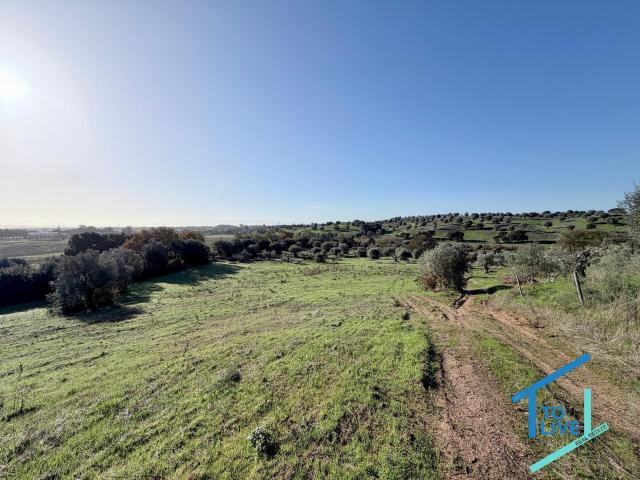 Lote de Terreno Urbano com 24.990 m2 – Excelente Localização Próxima de Torres Novas