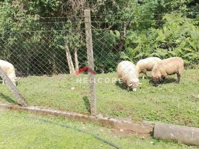 Lote em Rua Ângela Boaron Krupa Sitio Santa Ana Campo Largo/PR