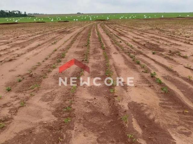 Lote em Rodovia Pr 218 Rodovia Nova Esperança/PR