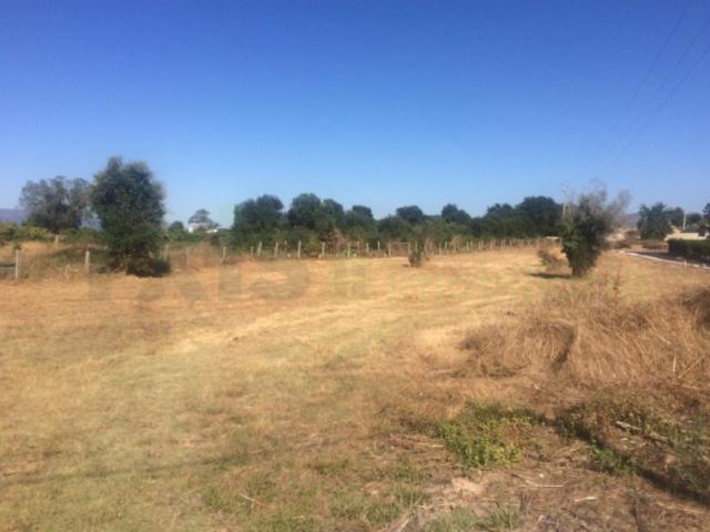 LOTE FRIESTAS