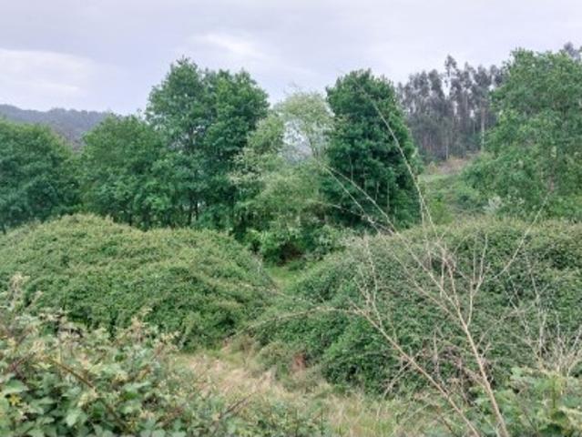 Lote Guilhofrei