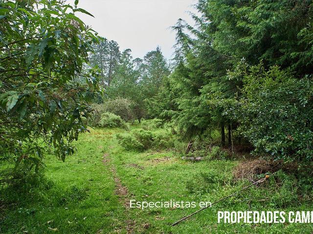 Lote para tu caba?a en zona de Bosque