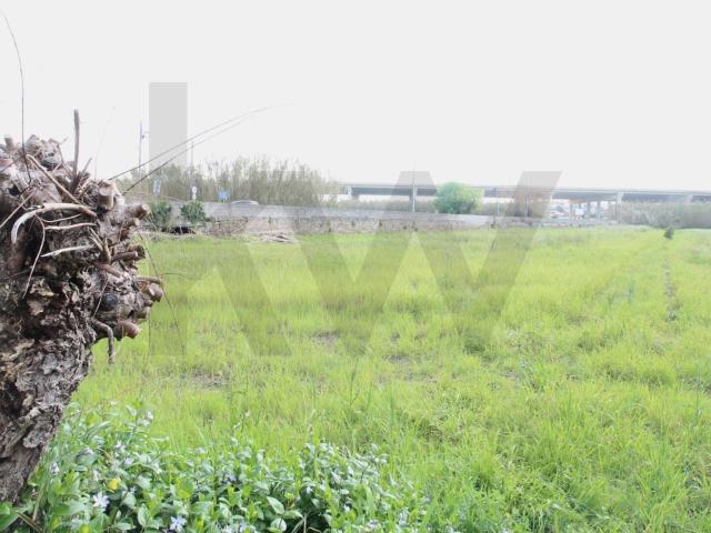 Lote Terreno Ribeira de Frades, 2430m²