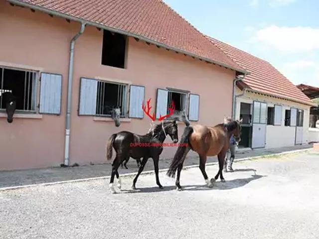 Louhans 71500 Achat / Vente maison 6 pièces t6 au dernier étage