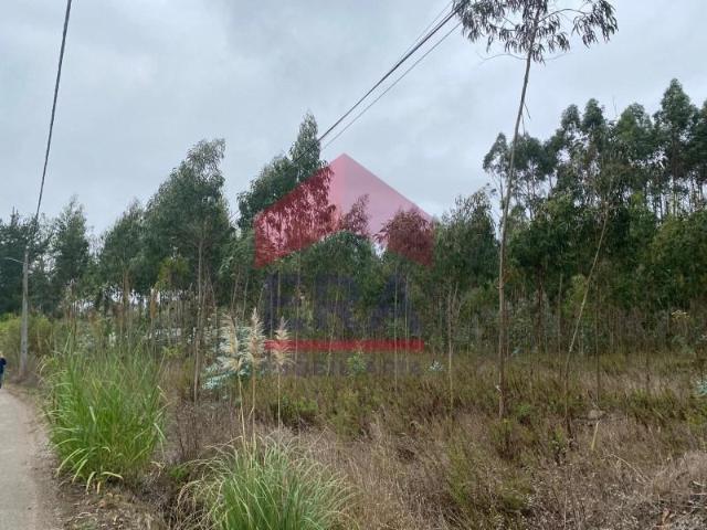 Lourinhã Lourinhã 98713502