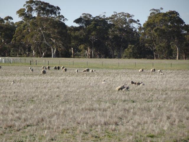 'LOWANAN' Dale Kokeby Road Kokeby, WA