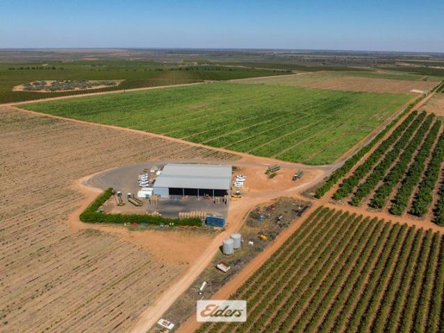 Lunar Produce Watermelon Farm Offering Approx. 1000 acres