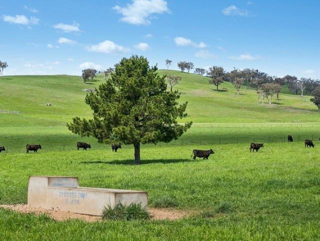 McKinnon Park Established Grazing Country with Quality Infrastructure