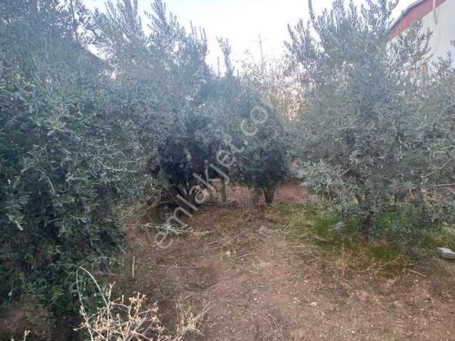 Manisa Salihli Sart Mahallesi 295m² Müstakil Ev Satılık