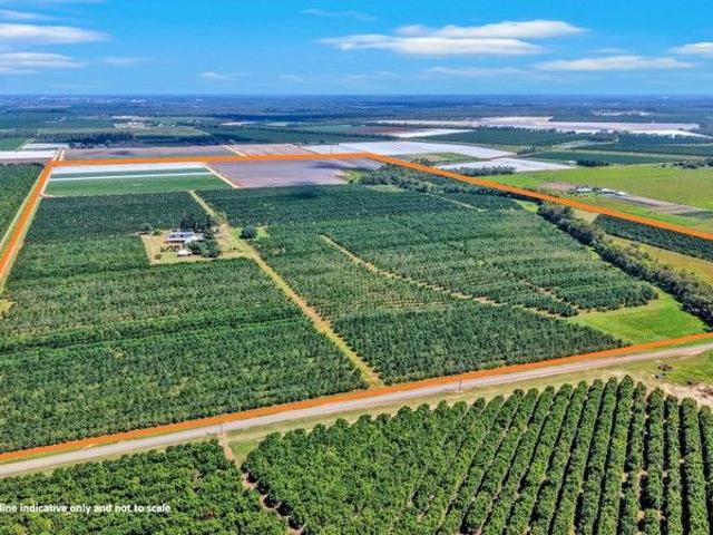 MACADAMIA PLANATATION HIGHLY SOUGHT AFTER AREA