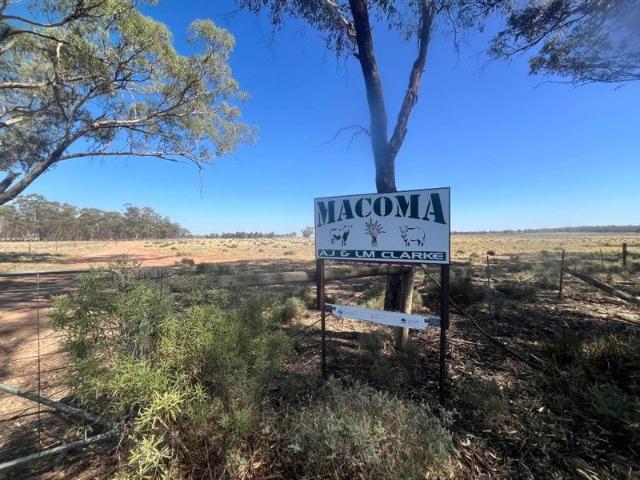 'Macoma'