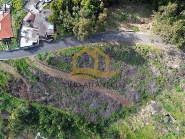 Madeira Câmara de Lobos 9325 100046363