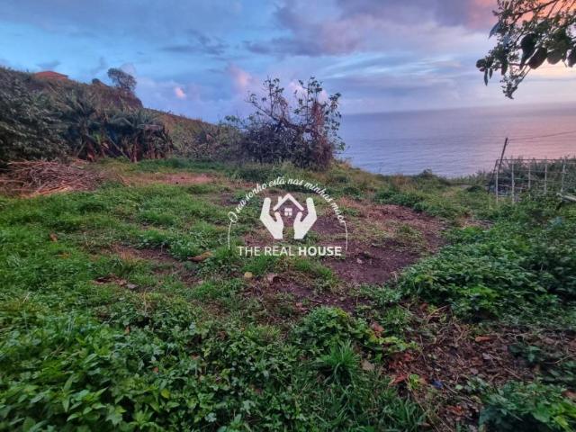 Madeira Ribeira Brava 9350 100527119