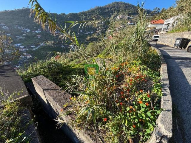 Madeira Ribeira Brava 9350 101185592