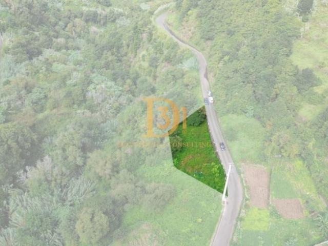 Madeira São Vicente 9240 98531611