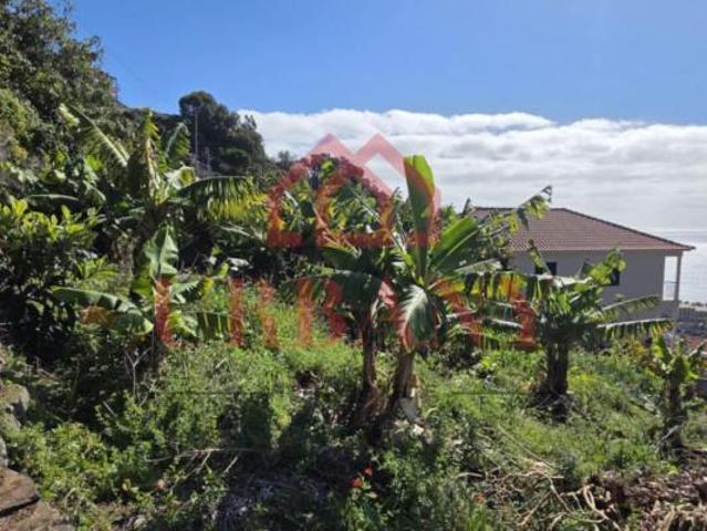 Madeira Santa Cruz 9100 99411092