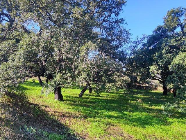 Magnifico terreno 6700 m2 em Salir com árvores