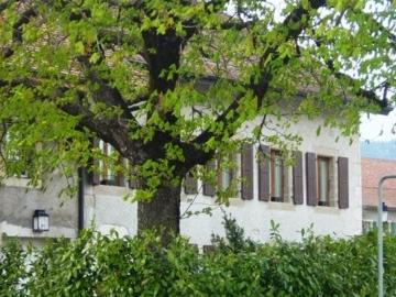 Trélex, District de Nyon, Waadt - Terrasse