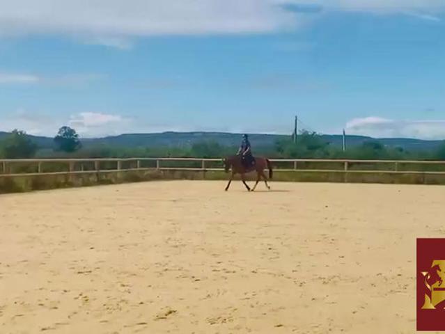 Magnifique propriété équestre 5,5 hectares + fermages
