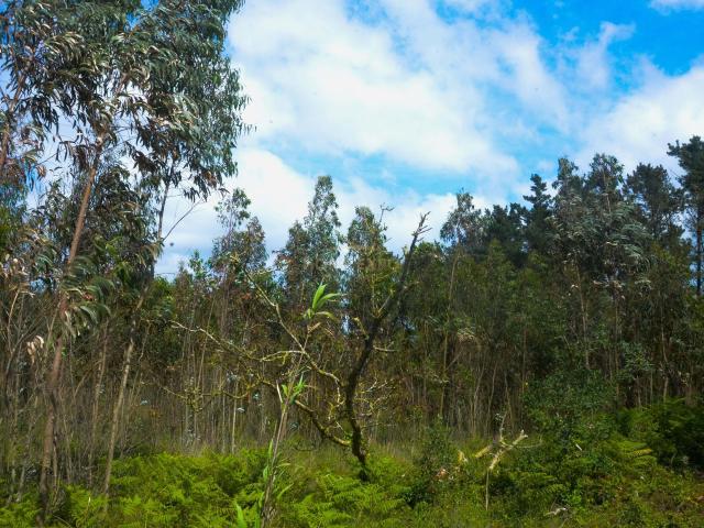 Maravilhoso Terreno de 5440m² na Lourinhã