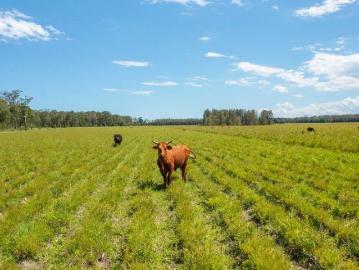 MARIA RIVER TEA TREE OR CATTLE