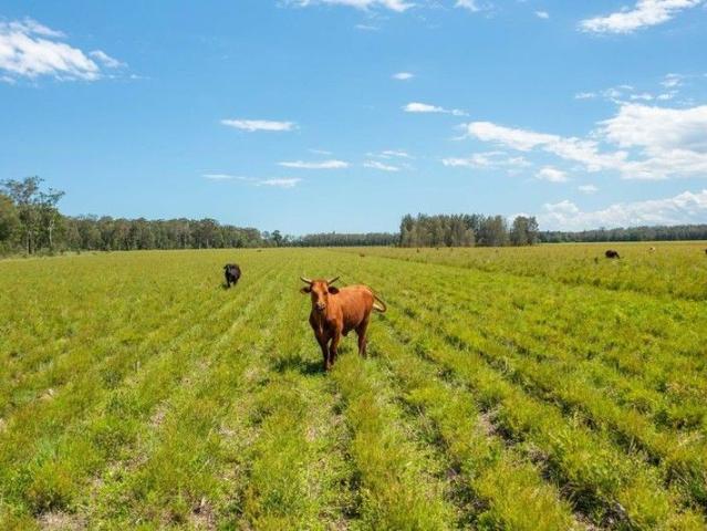 MARIA RIVER TEA TREE OR CATTLE