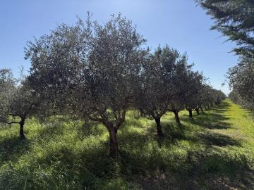Mas de caractère à rénover avec parc d’oliviers