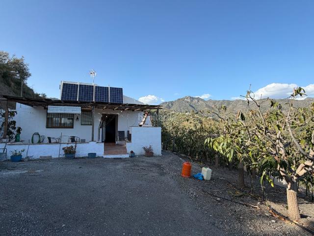 Masía en venta en Torrox, Torrox Pueblo. Finca rústica con vivienda y 500 aguacates en plena producción Naturaleza y rentabilidad. Masías.