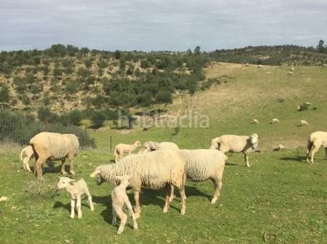 Masía en venta en Valverde del Camino. ESPECTACULAR FINCA RÚSTICA 200 HECTÁREAS PARA AGRICOLA, GANADERO, FORESTAL, CAZA EN VALVERDE HUELVA. Masías Valverde del.