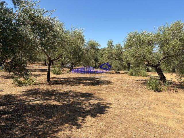 Masía en venta en Adamuz. CórdobaFinca Rustica. Masías.