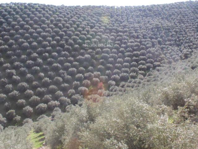 Masía en venta en Alcaracejos. MAGNIFICO OLIVAR CON CASA, COCHERA PARA APEROS Y PISCINA ENTRE VILLAHARTA Y POZOBLANCO. Masías.