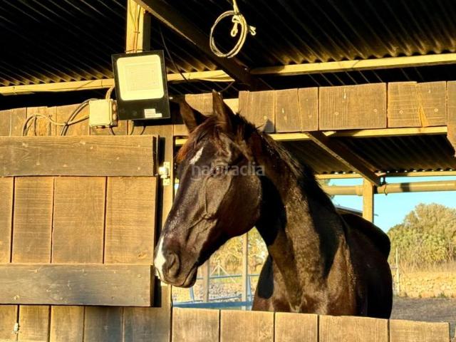 Masía en venta en Baleares Costitx. FINCA PARA CABALLOS EN COSTITX. Masías.