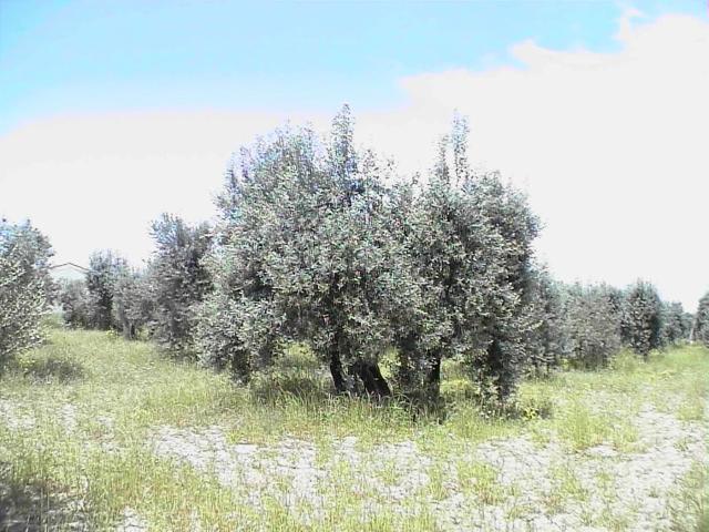 Masía en venta en Barillas. Caseta con agua en finca con olivos. Masías.